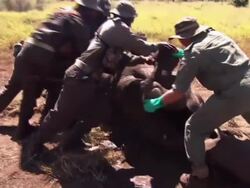 Alarming Rise in Rhino Poaching in South Africa News Clip