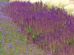 MS Shot of park with fields of grass and blue salvia / Losheim am See, Saarland, Germany Stock Footage