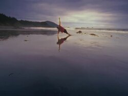 WS POV ZI SLO MO Woman Stretching on Beach / Bandon, Oregon, United States Stock Footage