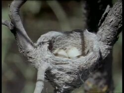 Eggs in Willie Wagtail nest Stock Footage