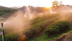 Watering Tea Plantations in pan shot Stock Footage
