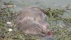 VOICED : 6.000 cerdos muertos en Shangai News Clip