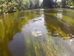 River running through forest. Stock Footage