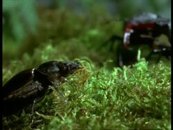 CU Female Stag Beetle (Lucanus cervus) looking on, pan right to Males fighting in background, England Stock Footage