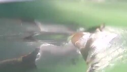 CLEAN : Bangladeshis take plunge in worlds biggest swim lesson News Clip