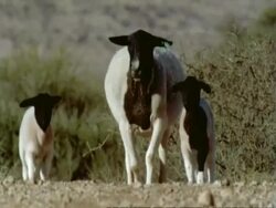 Highspeed blackhead sheep and two lamb run to camera wide MS, Namaqualand, South Africa Stock Footage