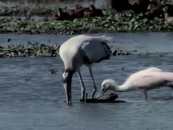 MS Roseate Spoonbill walking through water / Guanacaste, Costa Rica Stock Footage