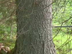 Sword in the Tree Stock Footage