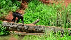 Chimpanzee. Stock Footage