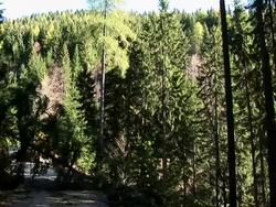 HD: Falling tree Stock Footage