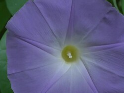 T/L, CU, Purple morning glory flower Stock Footage