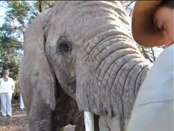 South Africa''s elephant grape crushers Instructional Video