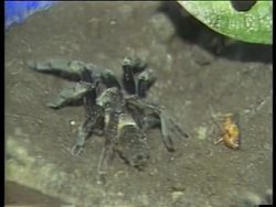 Insects (A) Instructional Video