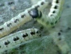 Larva Stock Footage