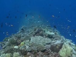 Baa Atoll, The Maldives Stock Footage