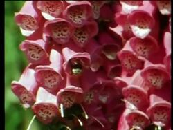 CU Bee feeding on foxglove flowers Stock Footage