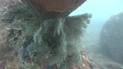 Beautiful soft corals grow in the Mekong River. Stock Footage
