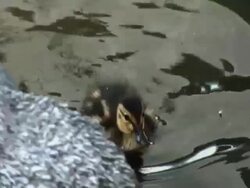 Duckling Swims Stock Footage