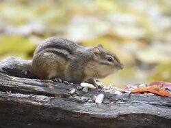 CU Eastern chipmunk (Tamius striatus) gathering sunflower seeds and peanut pieces on weather-beaten log amidst autumn leaves / Valparaiso, Indiana, United States Stock Footage