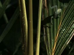 Medium Shot Slow Motion - Small frog falls from top of the frame onto a palm branch / Costa Rica Stock Footage