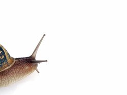 Snail Crawl Stock Footage