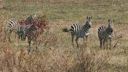 Zebra Grazing at Savannah Stock Footage