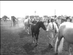 CLOSE FINISH TO PONY TITLE News Clip