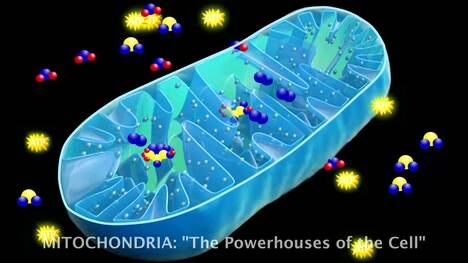 Cells - Mitochondria