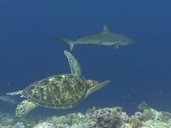 Turtle and Shark Stock Footage