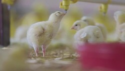 Baby chicken at the farm drinking water Stock Footage