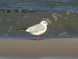 Seagull at the beach + Audio Stock Footage