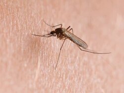 mosquito suck's blood Stock Footage