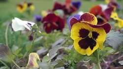 HD: Flower garden Stock Footage