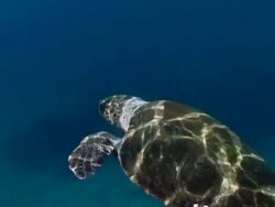 Loggerhead turtle (Caretta caretta), Greece, Mediterranean Stock Footage