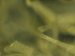 Microorganism water plants Stock Footage