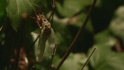 DCI4K, Newlyâ€emerged Cicada.(Real time : 14 of 15) Stock Footage