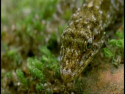 CU Lizard head, moves past camera, top shot, Western Ghats, India Stock Footage
