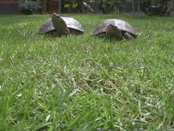 Turtle on the run Stock Footage