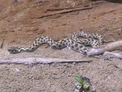 Tiny Snake Stock Footage