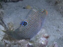 Blue Spotted Puffer Fish (Canthigaster solandri) swimming, Southern Visayas, Philippines Stock Footage