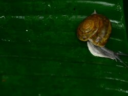 Snail on leaf Stock Footage
