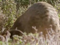MS Shot of Meerkat digging at base of succulent then pauses to observe surroundings / Namaqualand, Northern Cape, South Africa Stock Footage