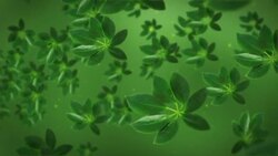 Clusters of green tea leaves float across a green background. Stock Footage