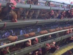 MS Shot of Chicken farm / Anseong, Gyeonggi-do, South Korea Stock Footage