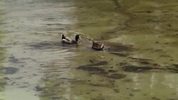 Efforts under way to contain oil spill in world's largest mangrove forest Instructional Video