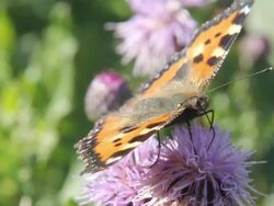 Butterfly in the meddow. Stock Footage