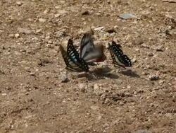 Butterflies eating salt and nutrients. Stock Footage