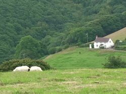 Sheep farm Stock Footage