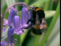 CU Bumble bee on bluebell, cleans pollen from itself Stock Footage