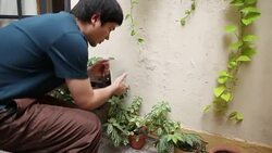 Young man watering his plants Stock Footage